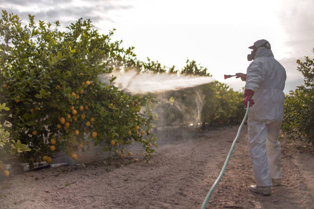 Reliable Los Lunas, NM Pest Control Solutions