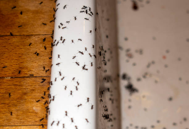 Best Pest Removal Services  in Los Lunas, NM